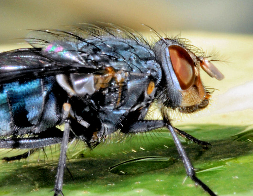 Le mie amiche api, sirfide e mosca